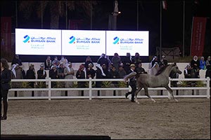 Burgan Bank Sponsors the Kuwait International Arabian Horse Championship 2022